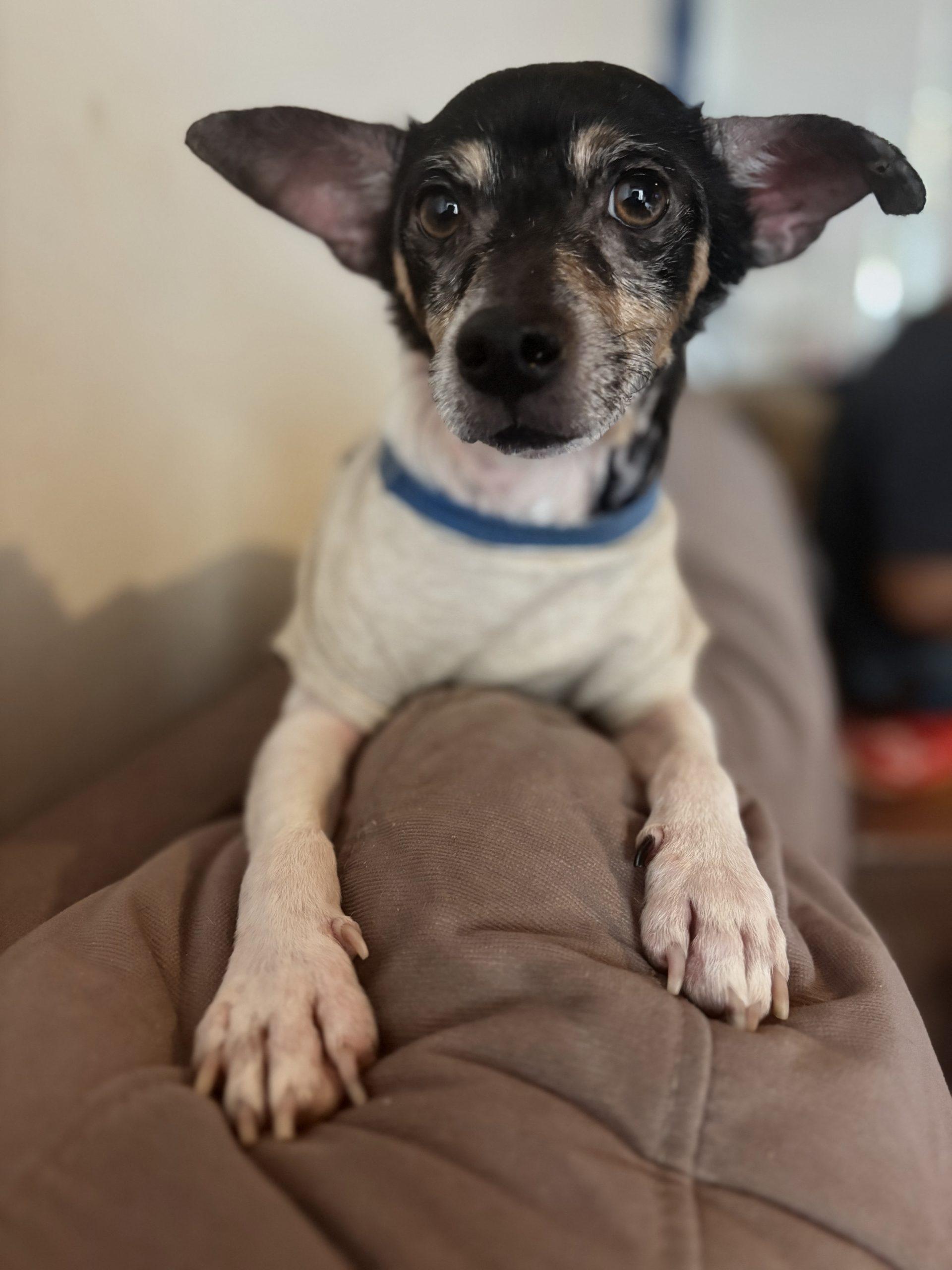 Enlarge Cooper, a Adoptable mixed breed in Fort Lauderdale, FL image 3/3
