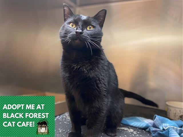 Enlarge JULIA, a Adoptable Domestic Short Hair in Fort Wayne, IN image 1/1