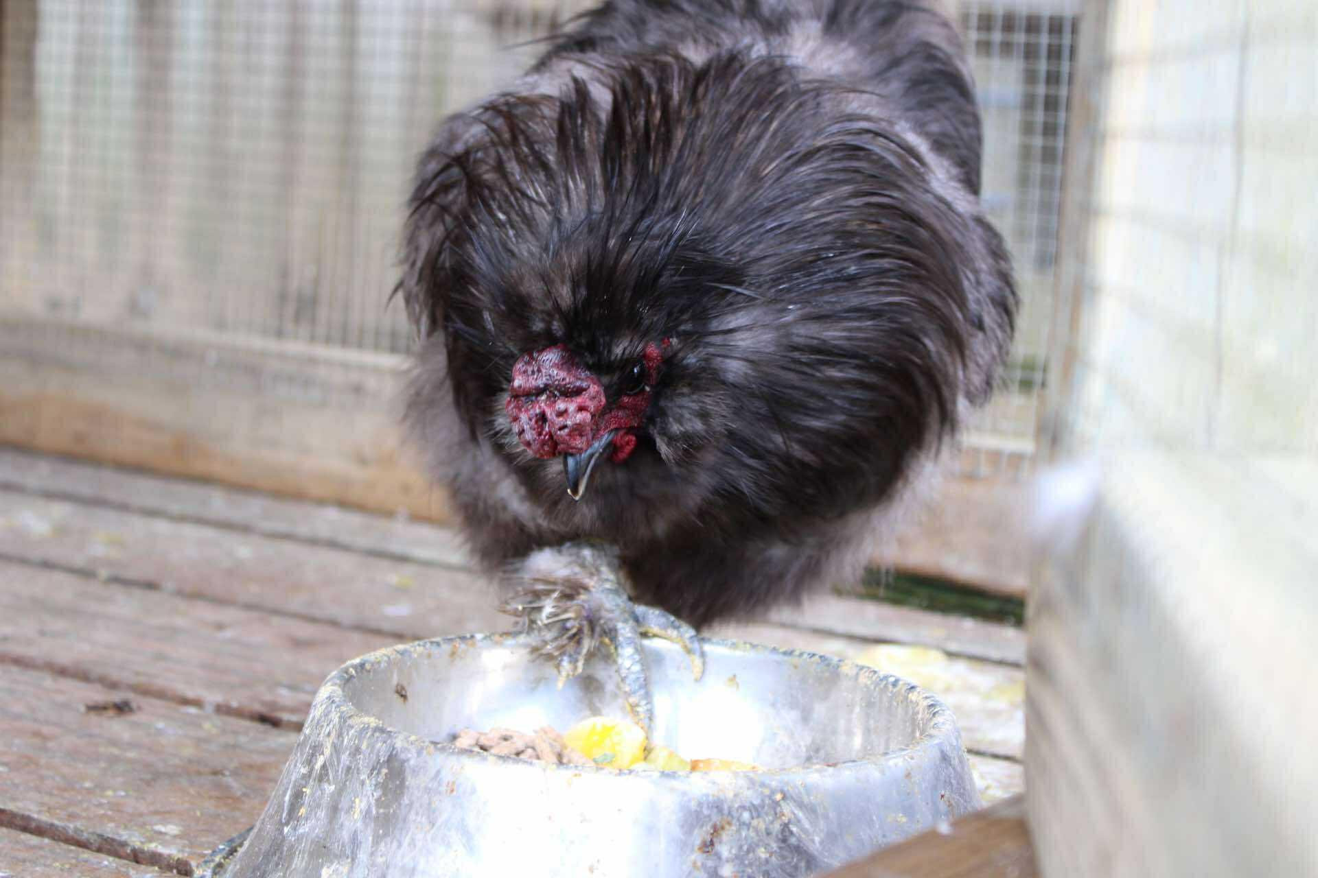 Fang, Adult Male Chicken