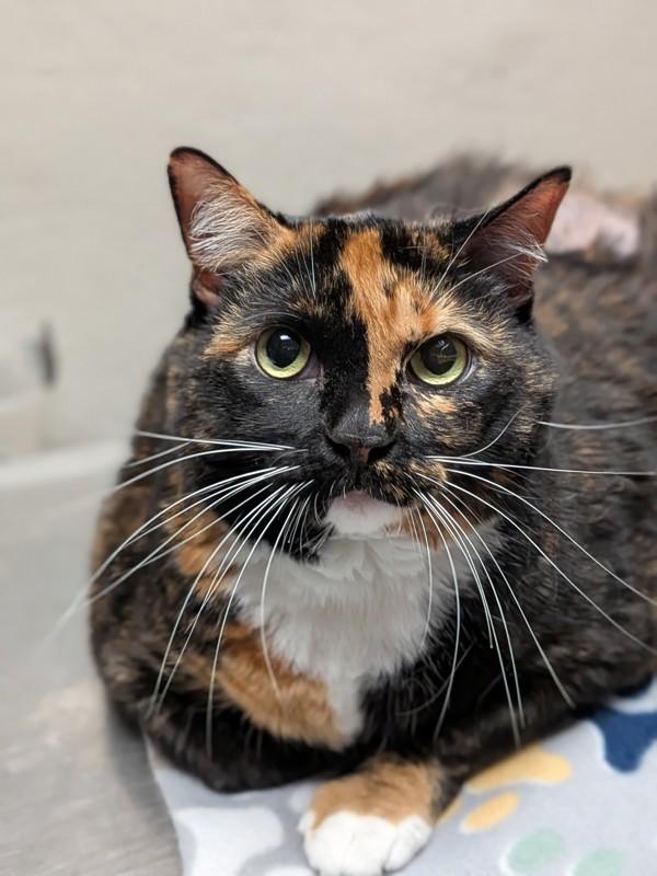 Ko Ko, Adoptable, Adult Female Domestic Short Hair.