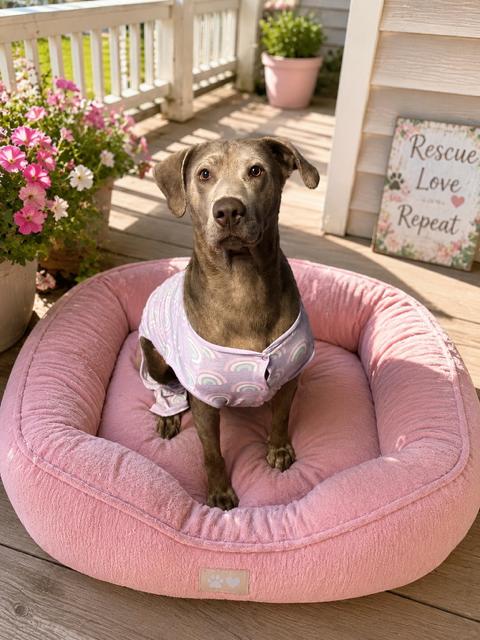 Momma Sally, a Adoptable mixed breed in Midway, UT image 3/3