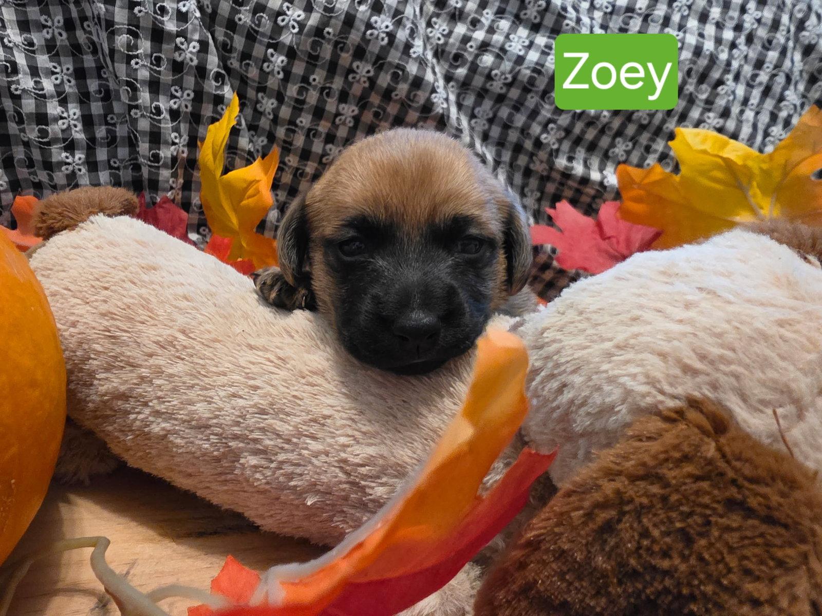 Puppy Zoey, Adoptable, Puppy Female Dachshund.