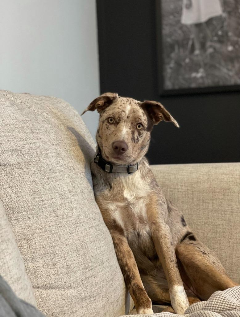 Maple, Adoptable, Adult Female Catahoula Leopard Dog & Border Collie.
