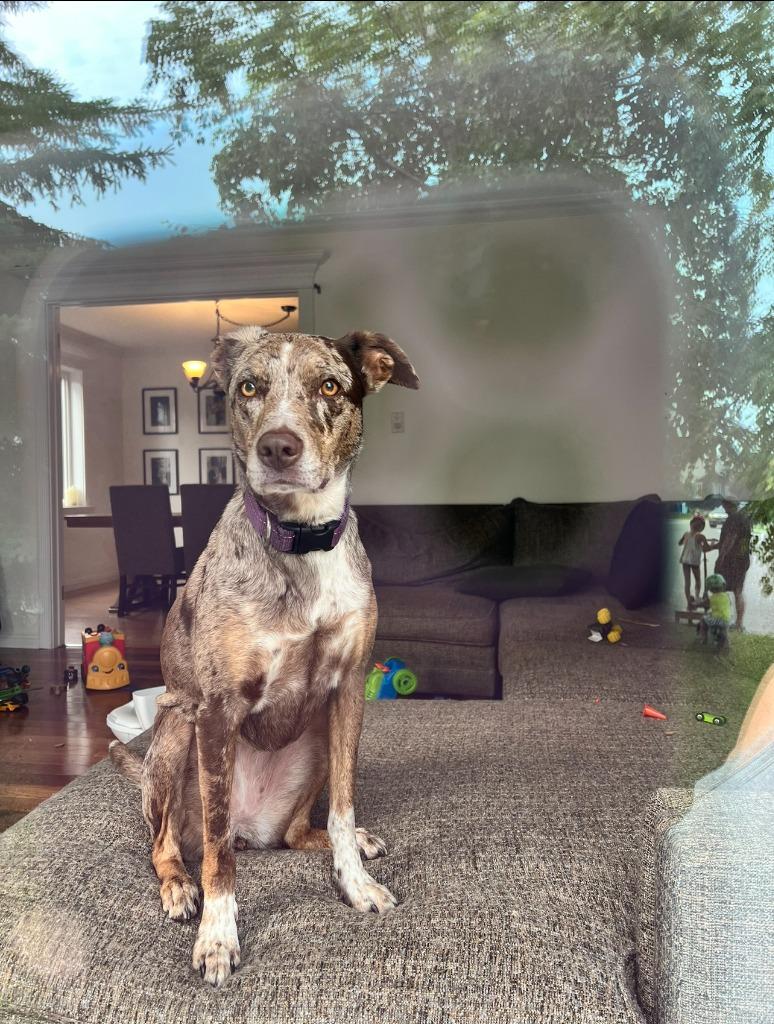 Enlarge Maple, a Adoptable mixed breed in Didsbury, AB image 2/6