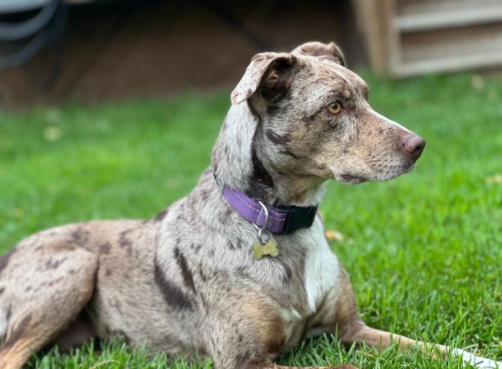 Enlarge Maple, a Adoptable mixed breed in Didsbury, AB image 3/6