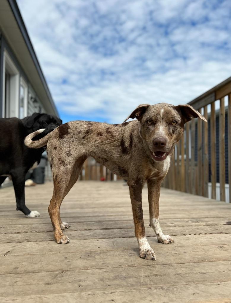 Enlarge Maple, a Adoptable mixed breed in Didsbury, AB image 4/6