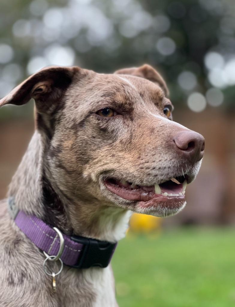 Enlarge Maple, a Adoptable mixed breed in Didsbury, AB image 5/6
