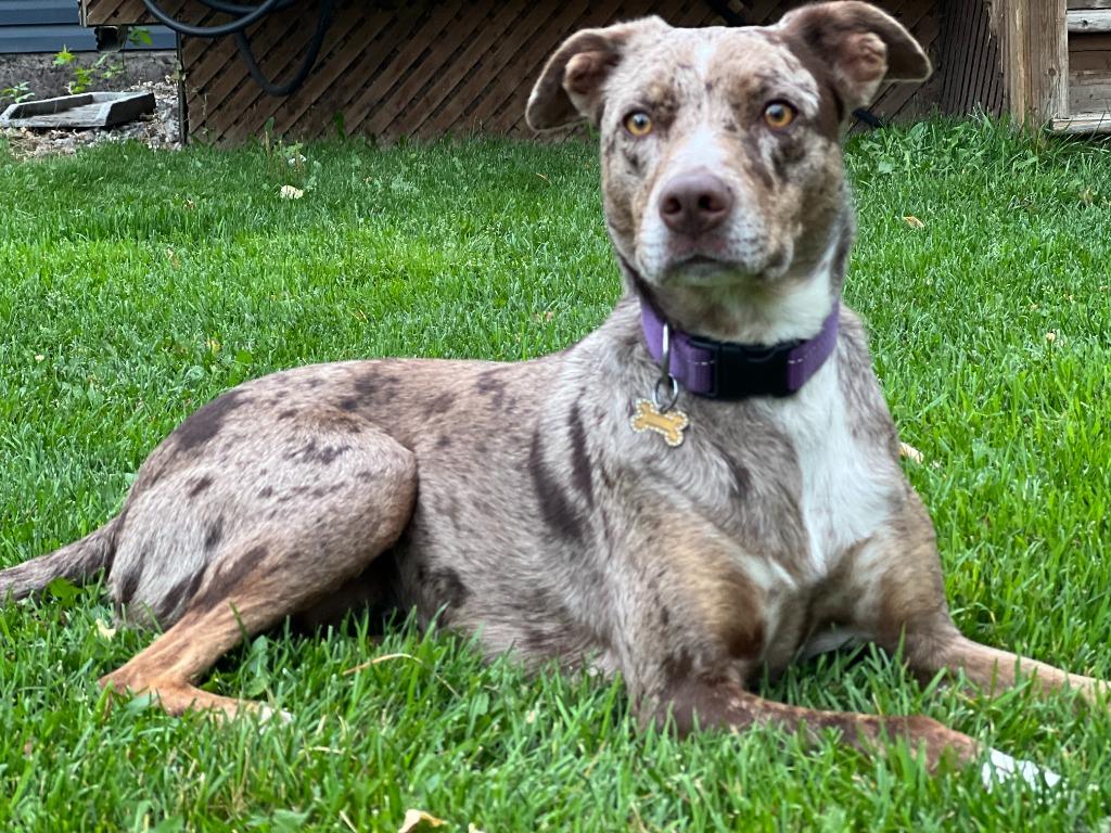 Enlarge Maple, a Adoptable mixed breed in Didsbury, AB image 6/6