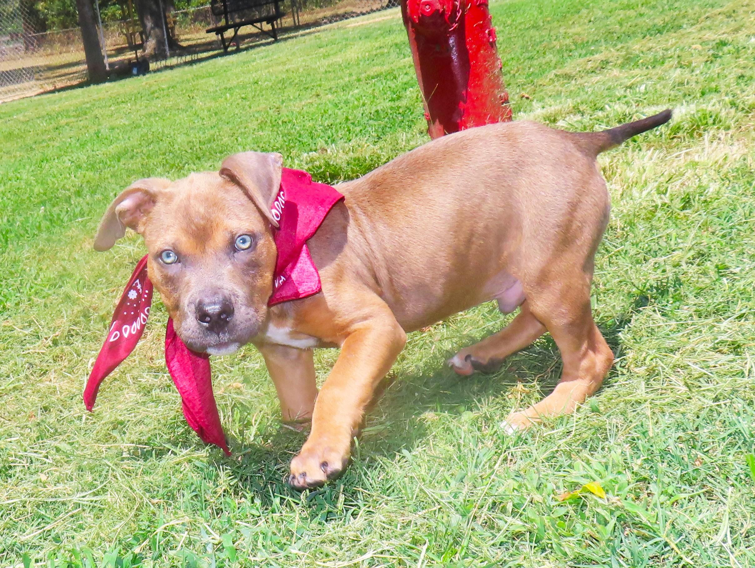 Enlarge Sinatra 26C-211, a Adopted mixed breed in Rogers, AR image 5/5
