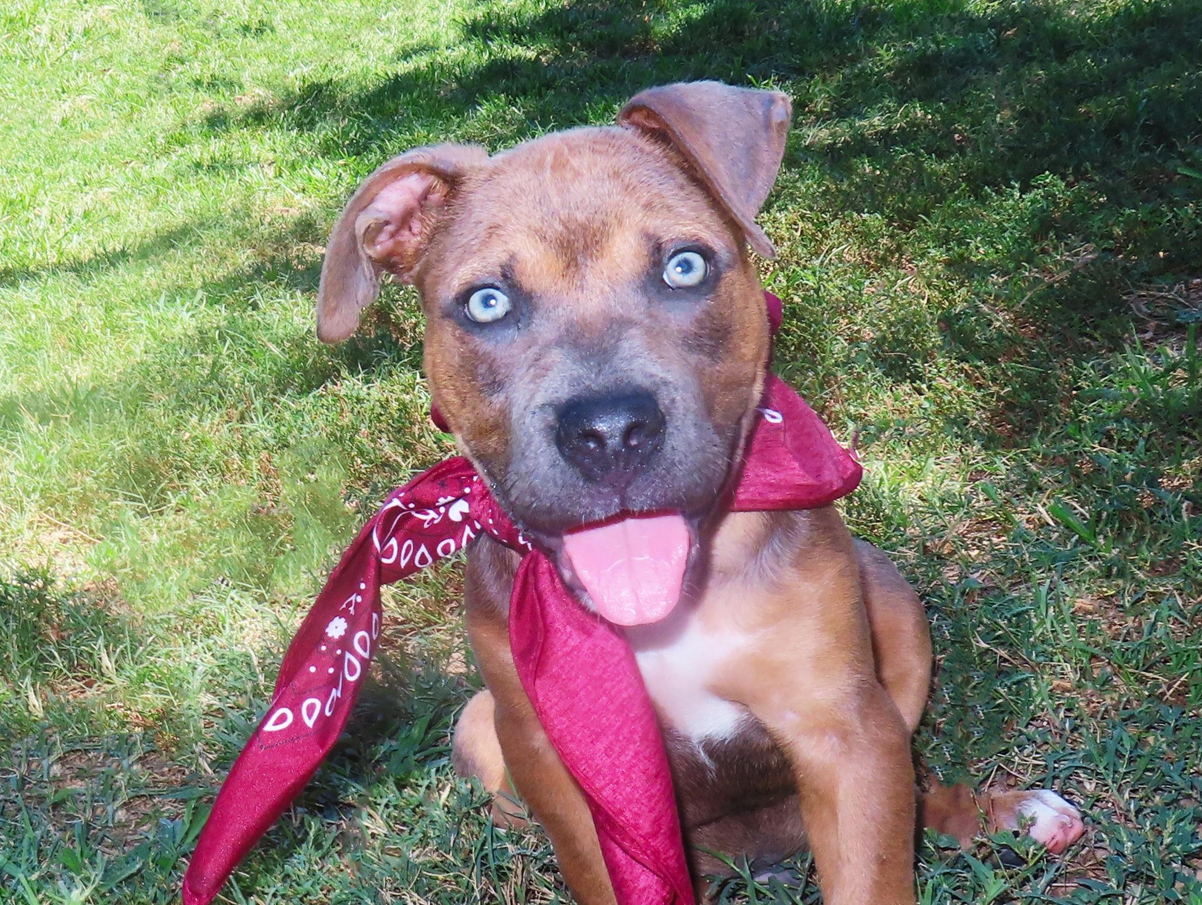 Sinatra 26C-211, Adopted, Puppy Male Husky & Pit Bull Terrier.