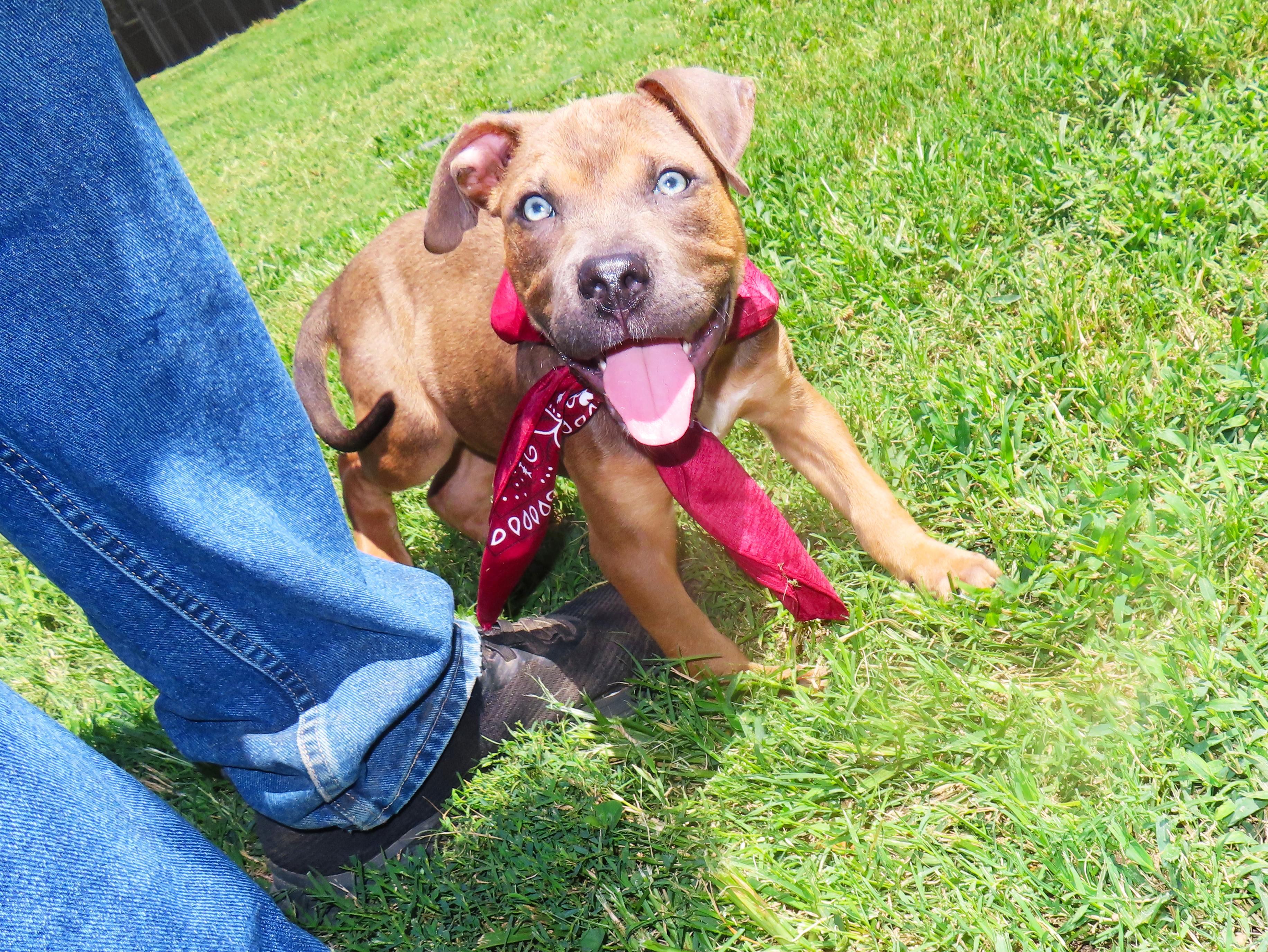 Enlarge Sinatra 26C-211, a Adopted mixed breed in Rogers, AR image 3/5