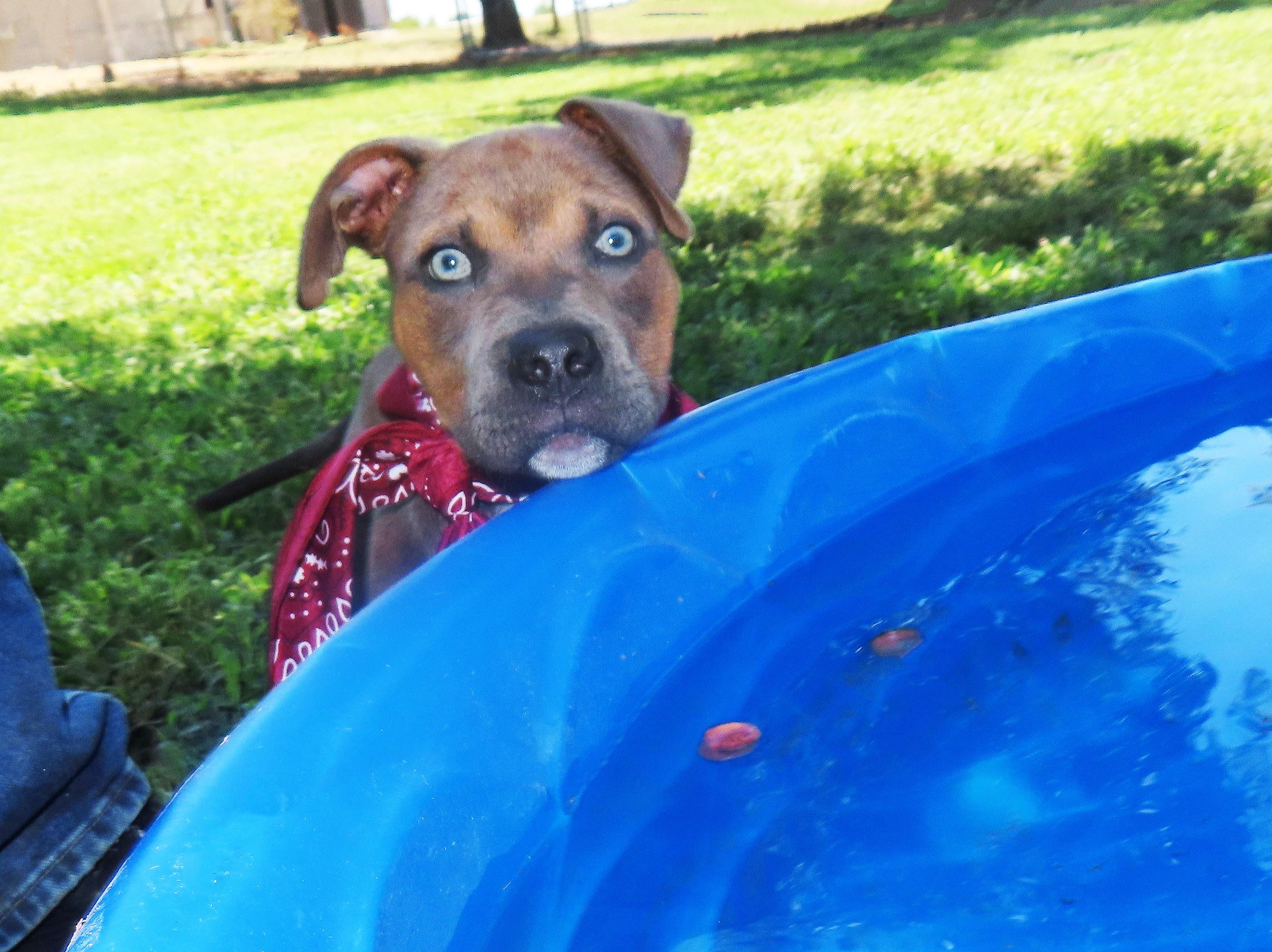 Enlarge Sinatra 26C-211, a Adopted mixed breed in Rogers, AR image 4/5