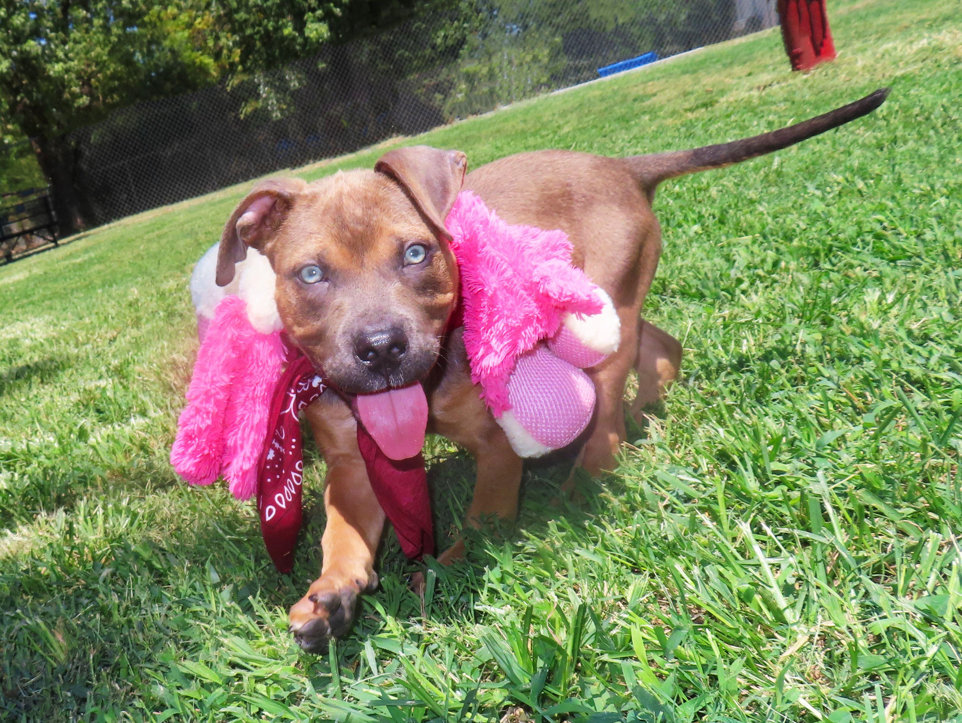 Enlarge Sinatra 26C-211, a Adopted mixed breed in Rogers, AR image 2/5
