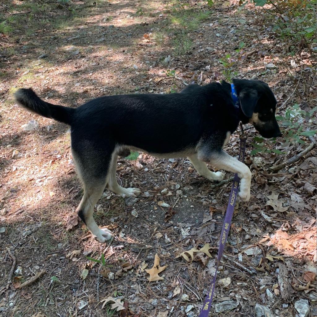 Winston, Adoptable, Adult Male Shepherd & Mixed Breed.