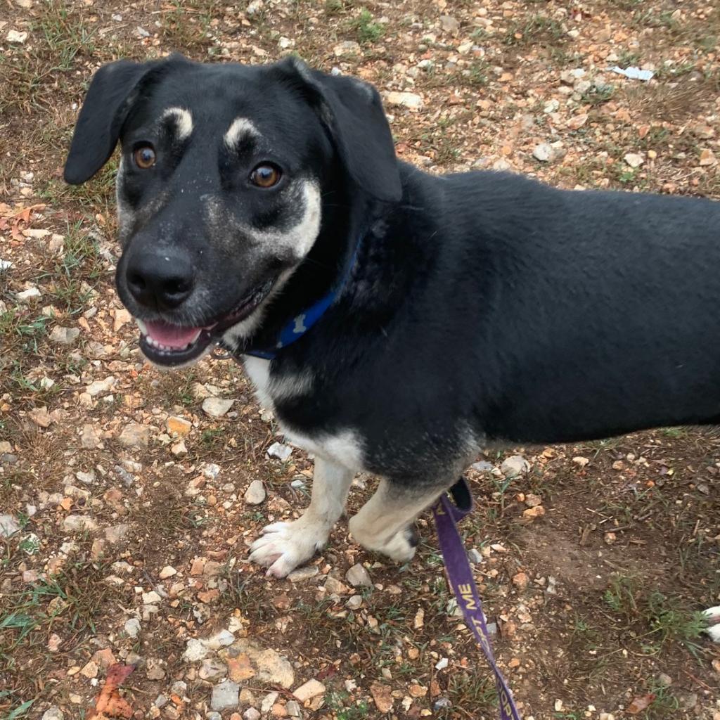 Enlarge Winston, a Adoptable mixed breed in Eureka Springs, AR image 3/6