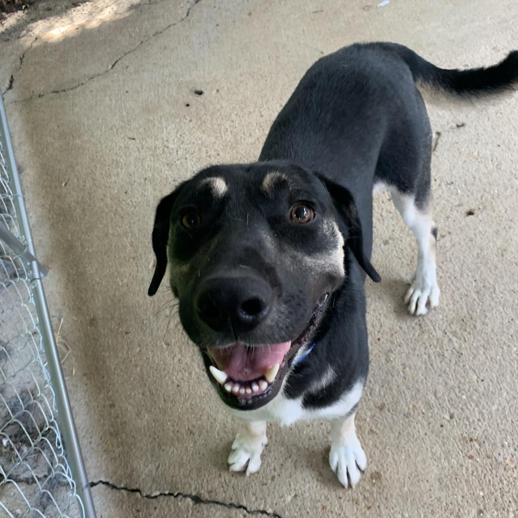 Enlarge Winston, a Adoptable mixed breed in Eureka Springs, AR image 4/6