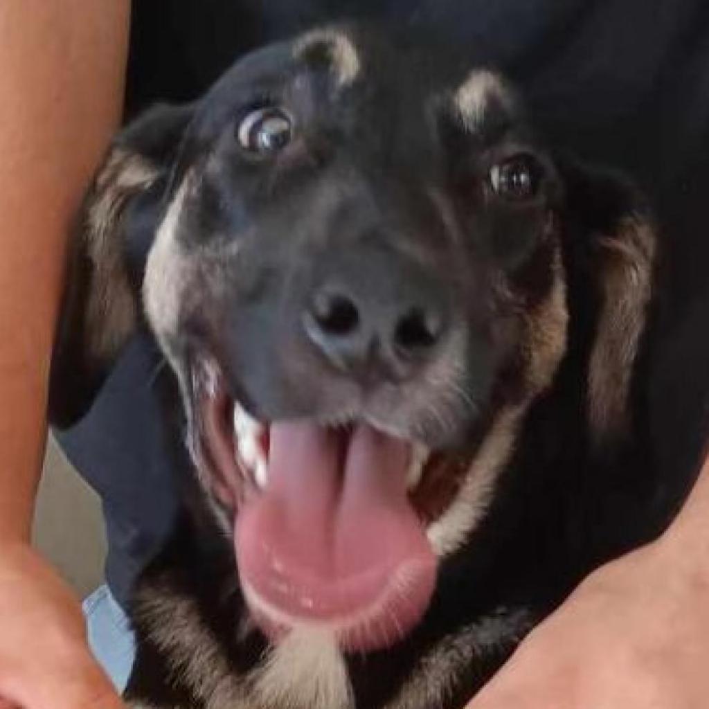 Enlarge Winston, a Adoptable mixed breed in Eureka Springs, AR image 5/6