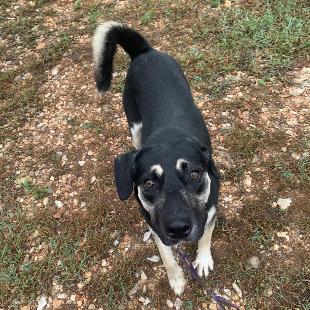 Enlarge Winston, a Adoptable mixed breed in Eureka Springs, AR image 6/6