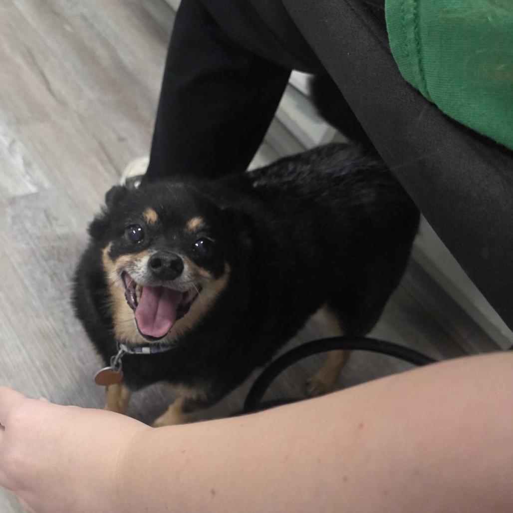 Little Roscoe, Adoptable, Senior Male Chihuahua.