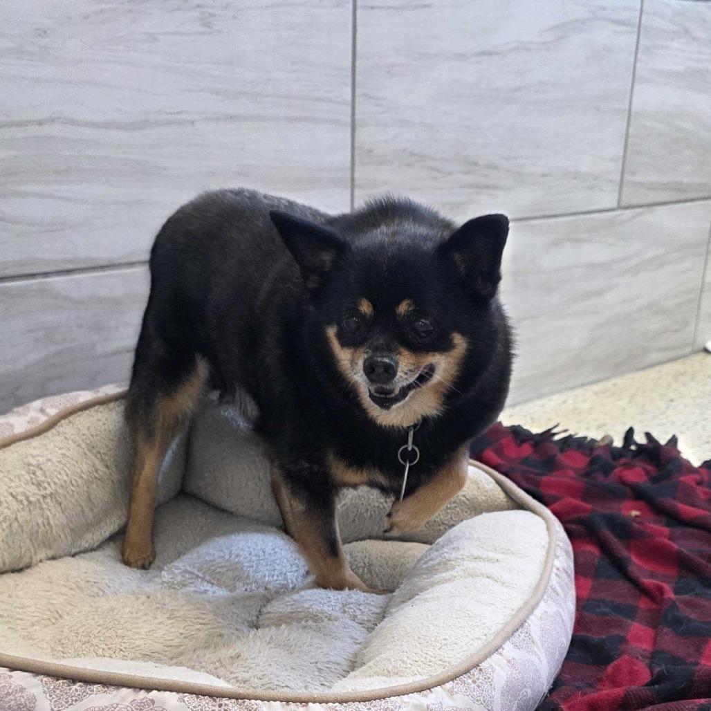 Little Roscoe, a Adoptable Chihuahua in Muncie, IN image 2/4