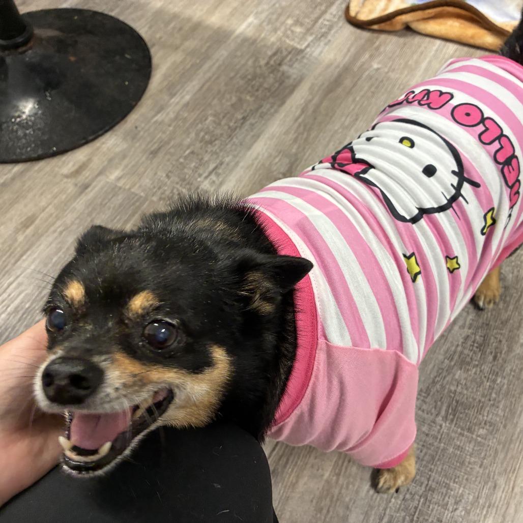 Little Roscoe, a Adoptable Chihuahua in Muncie, IN image 4/4