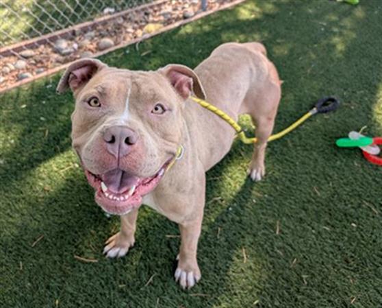 HABIT, Adoptable, Young Female Pit Bull Terrier.