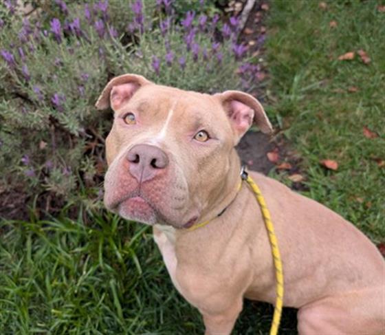 Enlarge HABIT, a Adoptable Pit Bull Terrier in Antioch, CA image 1/1