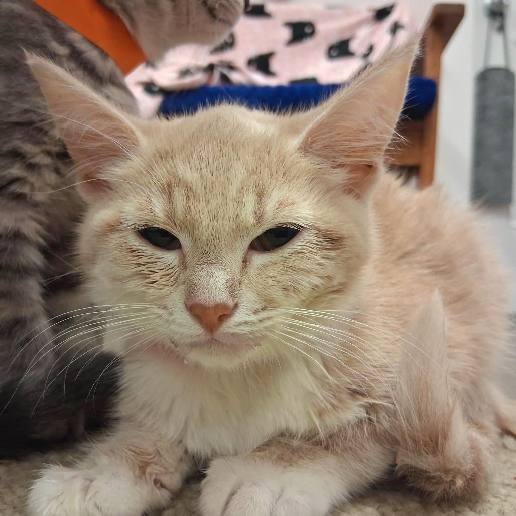 Cindy, Adoptable, Kitten Female Domestic Short Hair & Domestic Short Hair.