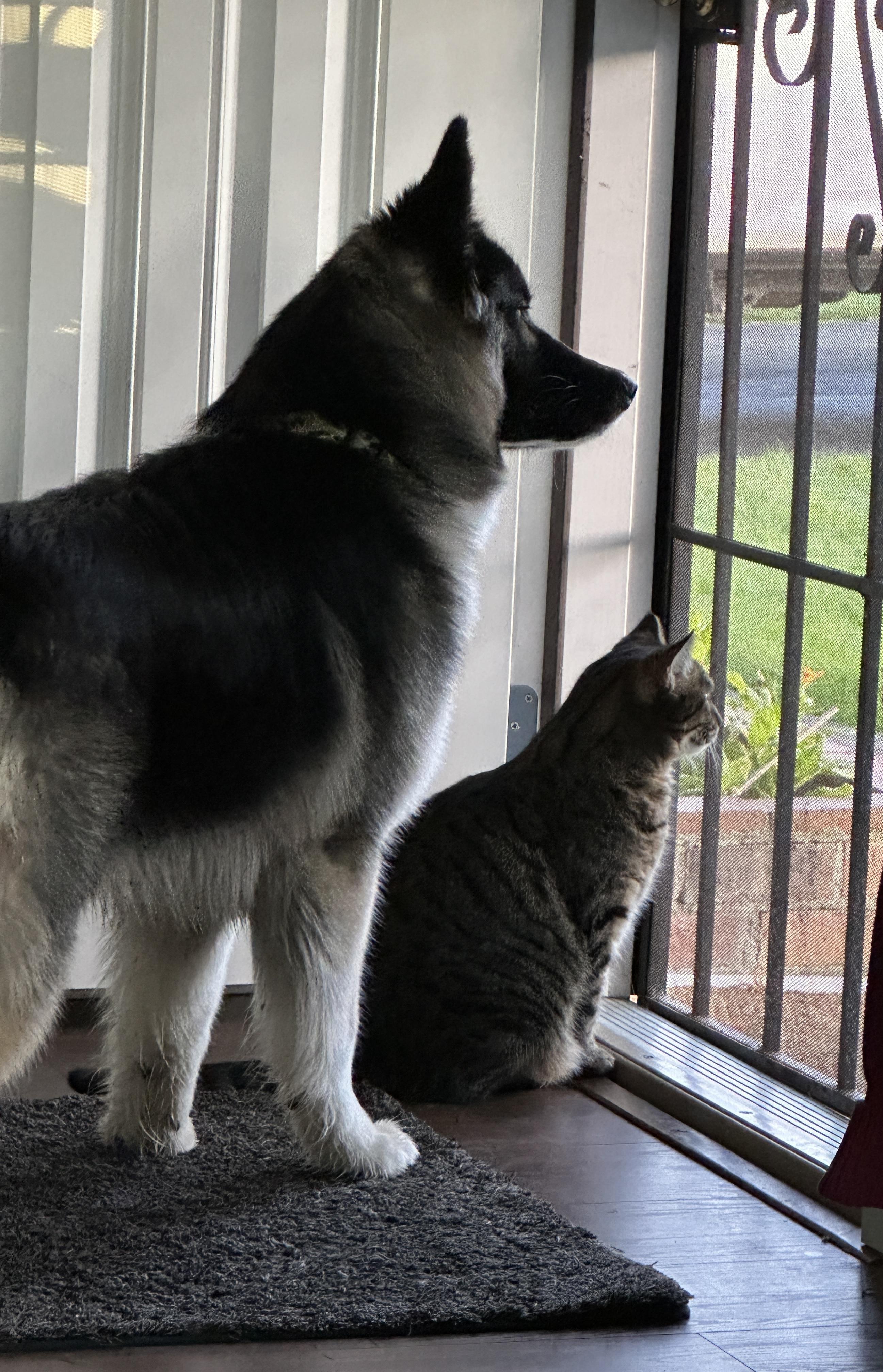 Jasper, an adopted mixed breed in Olympia, WA image 3/6