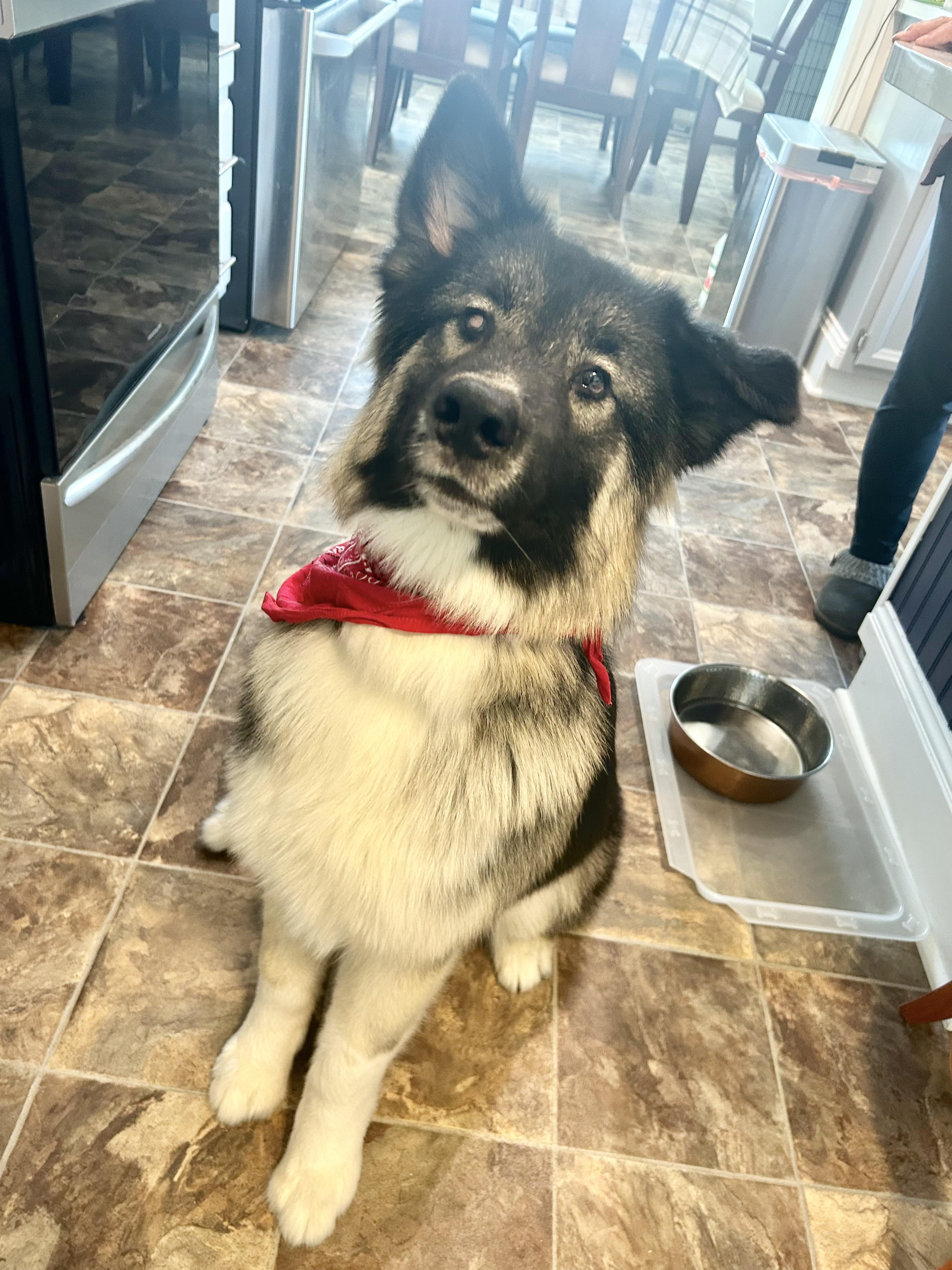 Jasper, an adopted mixed breed in Olympia, WA image 6/6