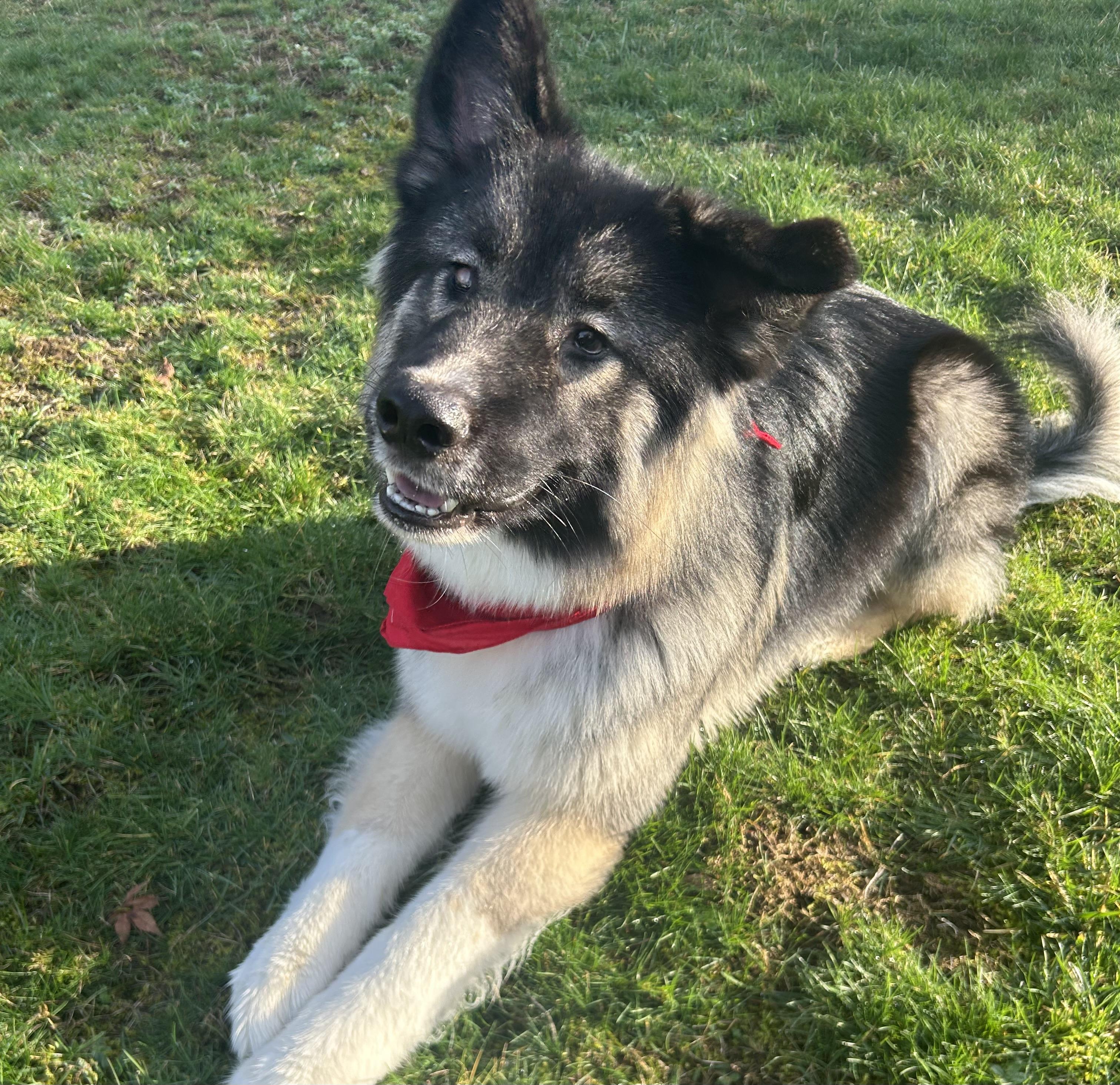 Jasper, an adopted mixed breed in Olympia, WA image 1/6