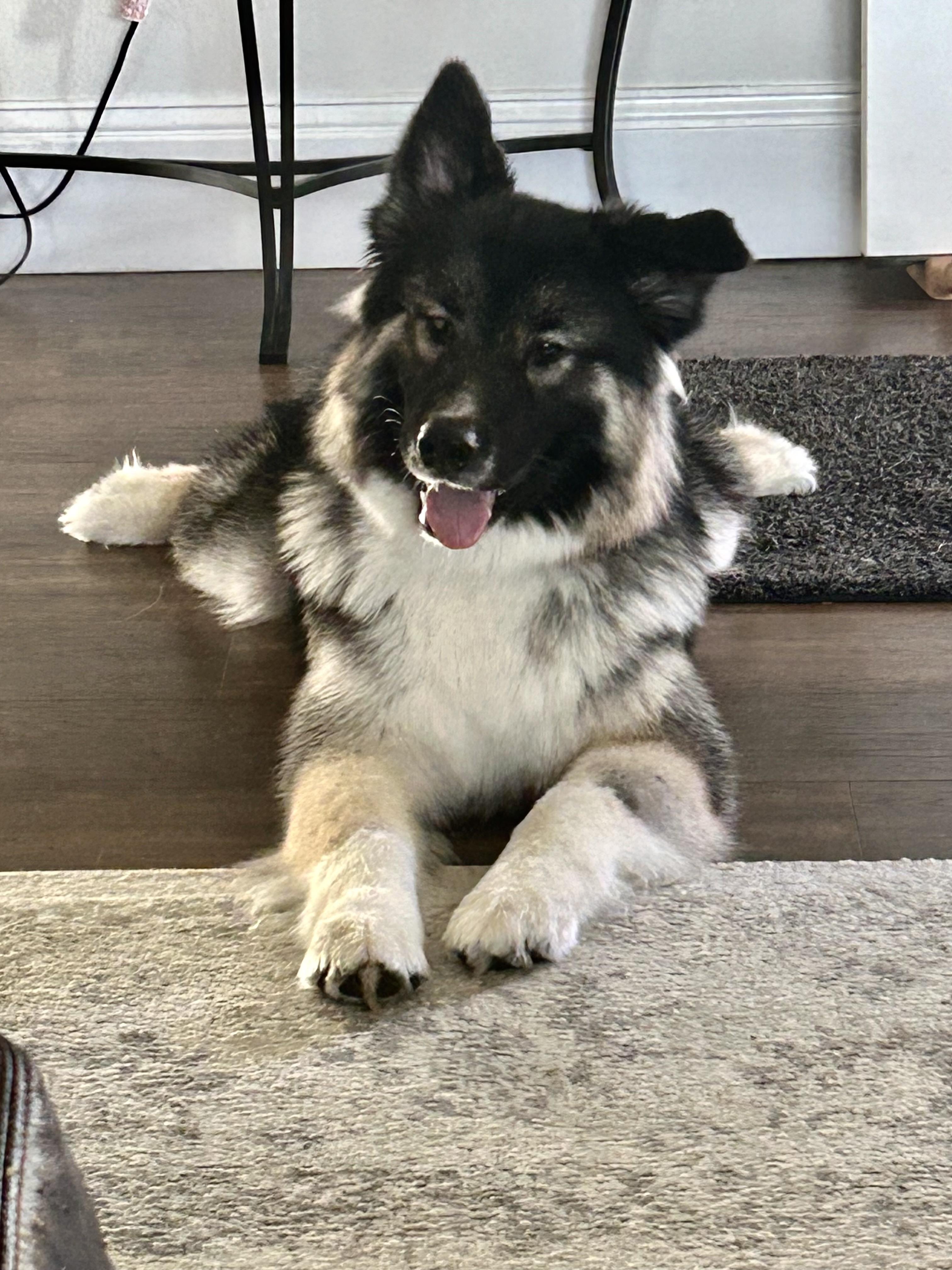 Jasper, an adopted mixed breed in Olympia, WA image 2/6