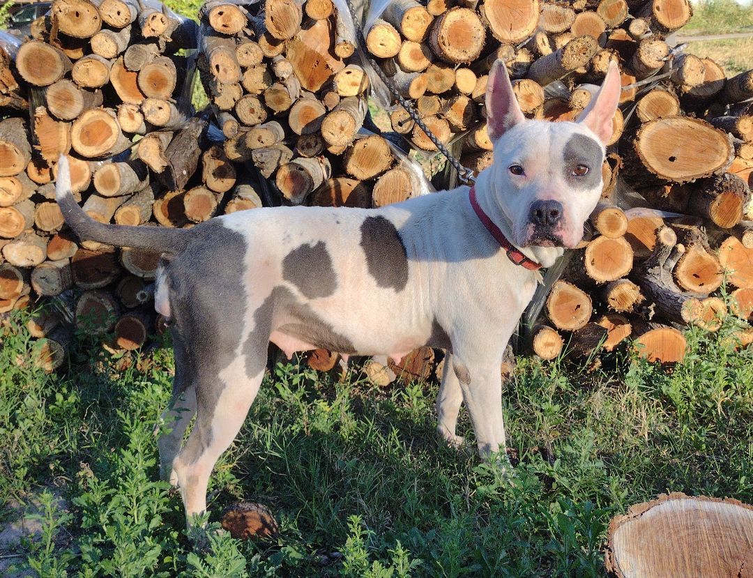 Enlarge Francesca, a Adoptable mixed breed in Donna, TX image 1/2