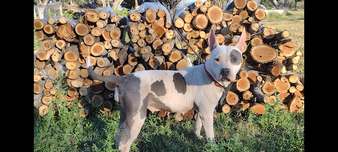 Enlarge Francesca, a Adoptable mixed breed in Donna, TX image 2/2