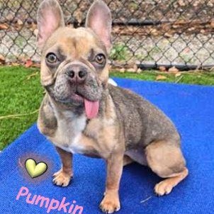 Pumpkin, Young Female French Bulldog