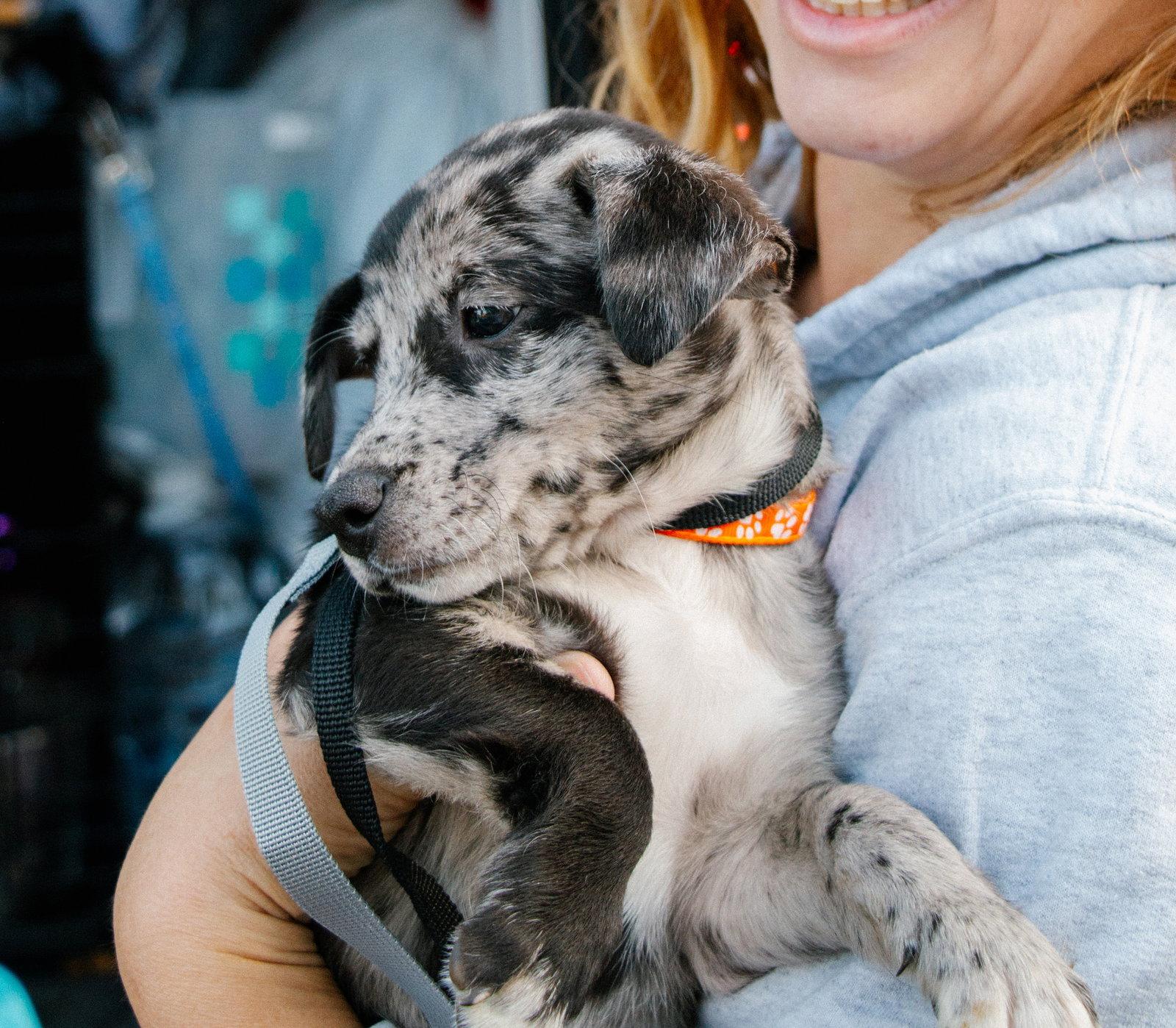 Enlarge Alfie- the A Litter, a Adoptable Cairn Terrier in Oakhurst, NJ image 2/3