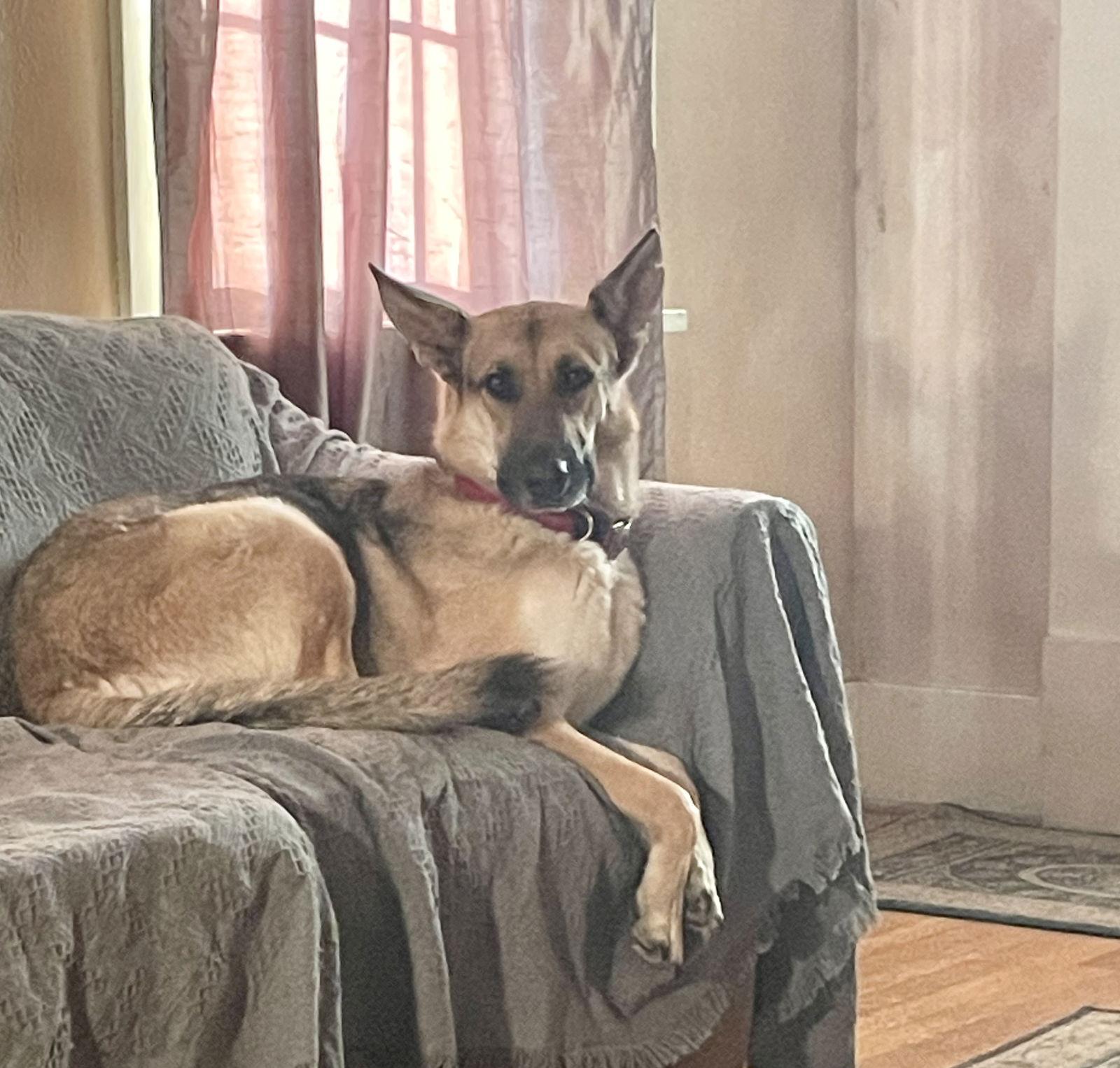 Zara 6278, a Adoptable German Shepherd Dog in Centreville, VA image 1/4