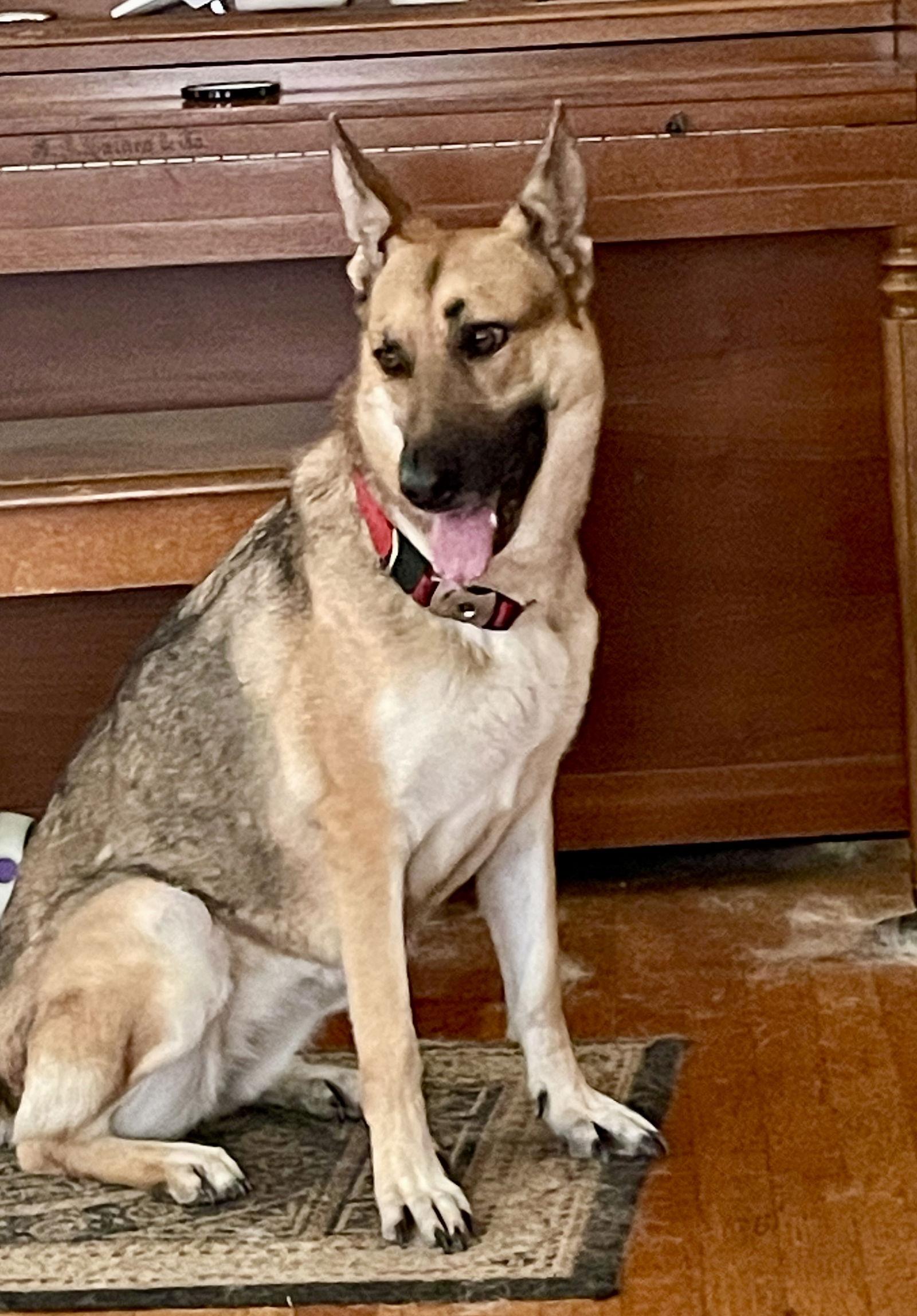 Zara 6278, a Adoptable German Shepherd Dog in Centreville, VA image 2/4