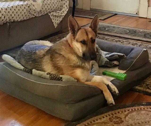 Zara 6278, a Adoptable German Shepherd Dog in Centreville, VA image 3/4