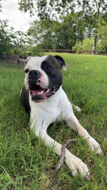 Goose, Adult Female Boxer