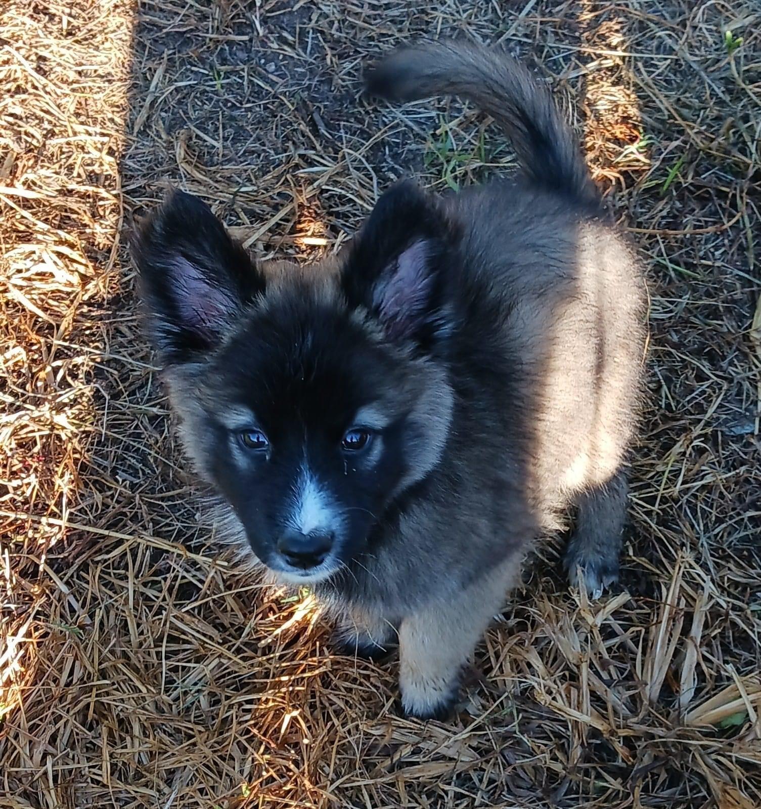 Enlarge WEDNESDAY, a Adopted mixed breed in Somerville, TX image 1/2