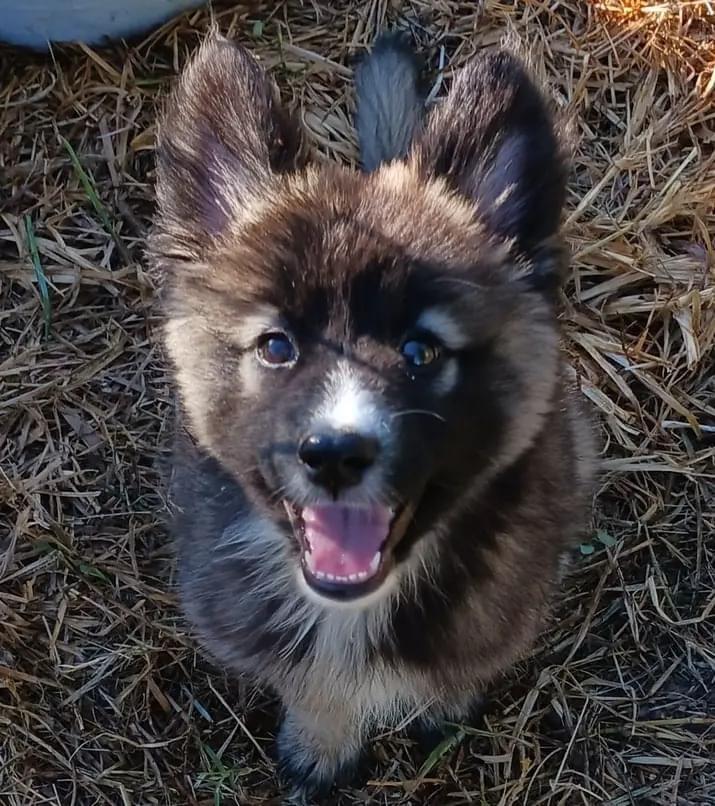 Enlarge WEDNESDAY, a Adopted mixed breed in Somerville, TX image 2/2