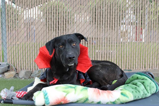 Enlarge BUDDHA, a Adoptable mixed breed in Chula Vista, CA image 1/1