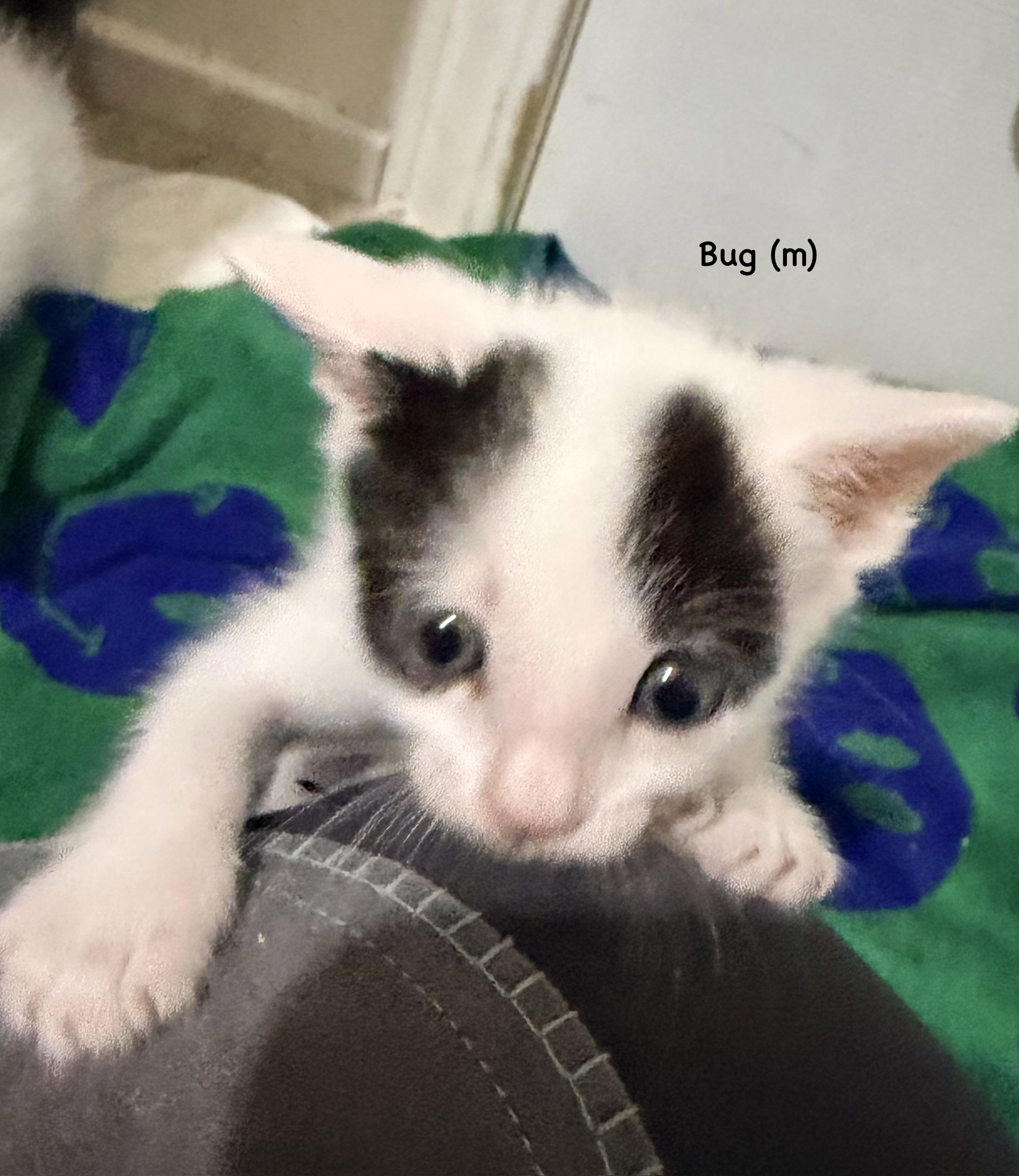 Aster, Adoptable, Kitten Male Domestic Short Hair.