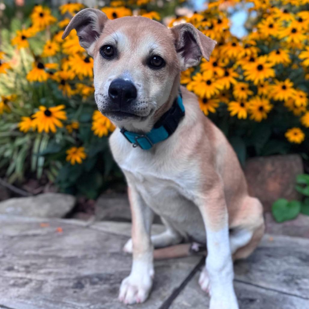 Joey, Adoptable, Puppy Male Labrador Retriever & Mixed Breed.