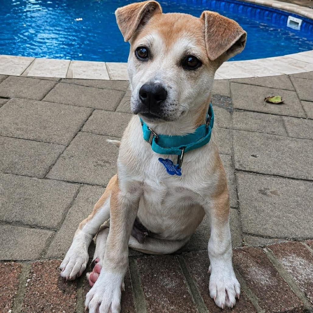 Enlarge Joey, a Adoptable mixed breed in Phoenix, MD image 2/3