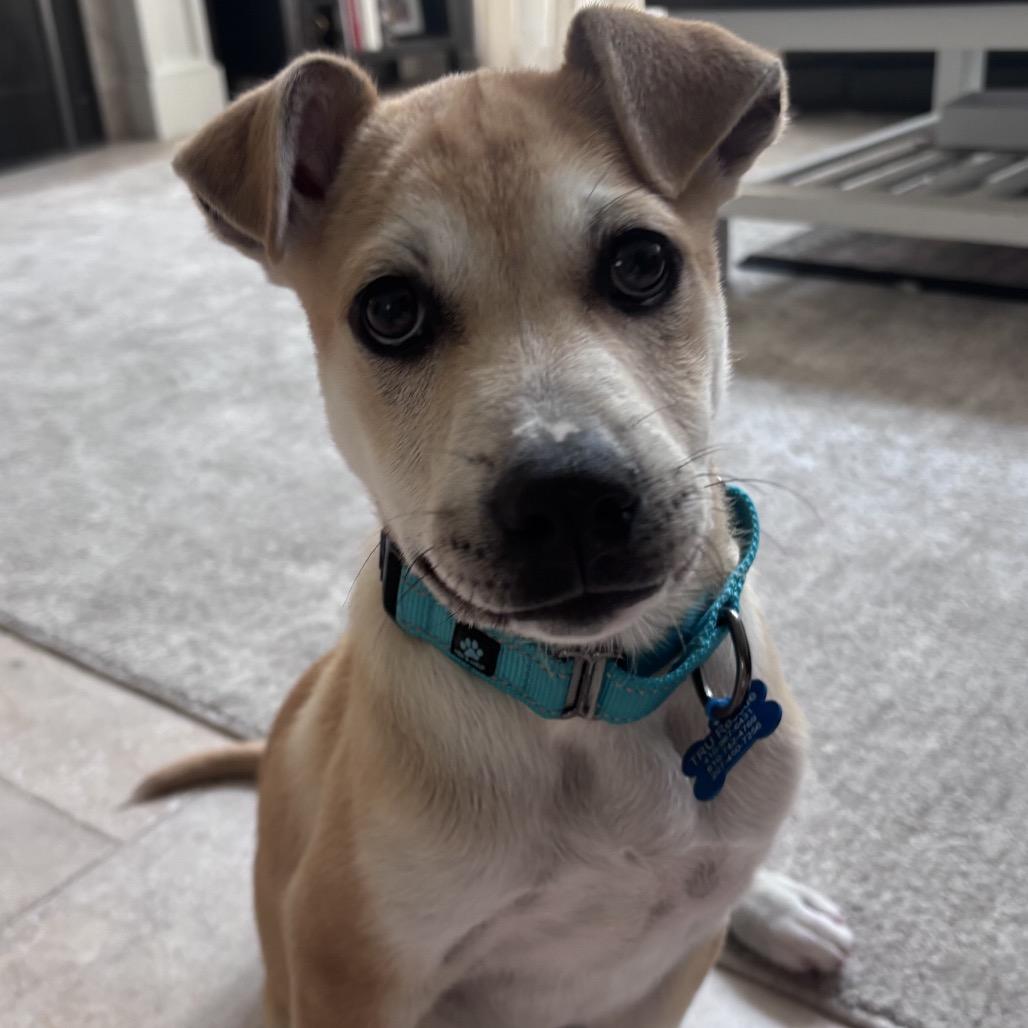 Enlarge Joey, a Adoptable mixed breed in Phoenix, MD image 3/3