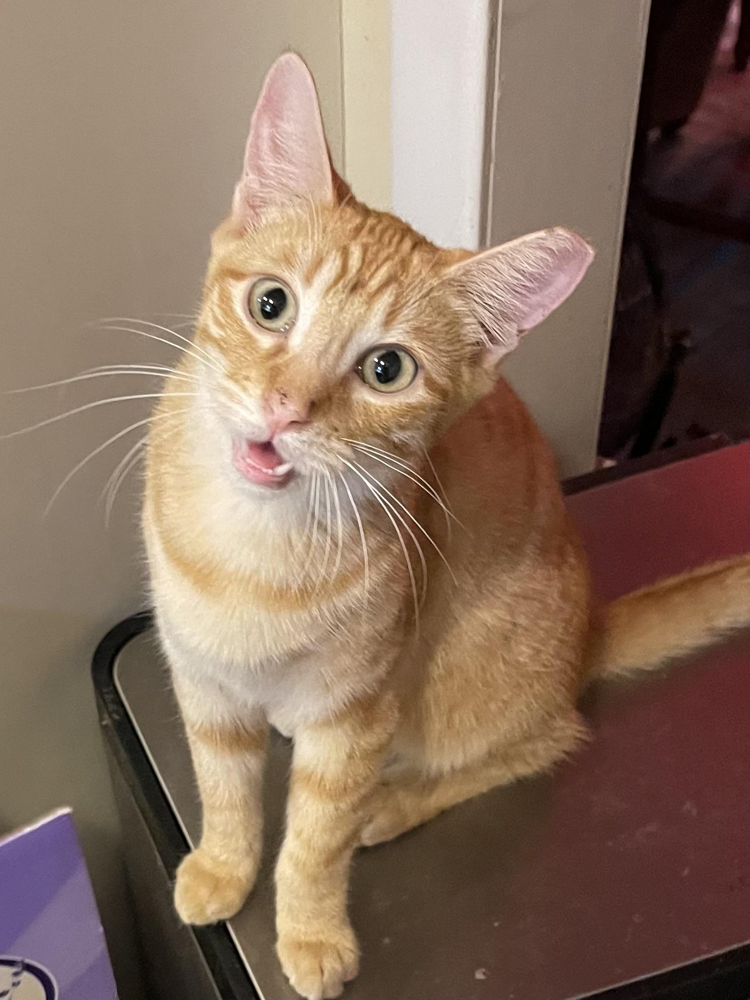 Enlarge Max, a Adoptable Domestic Short Hair in san antonio, TX image 1/3