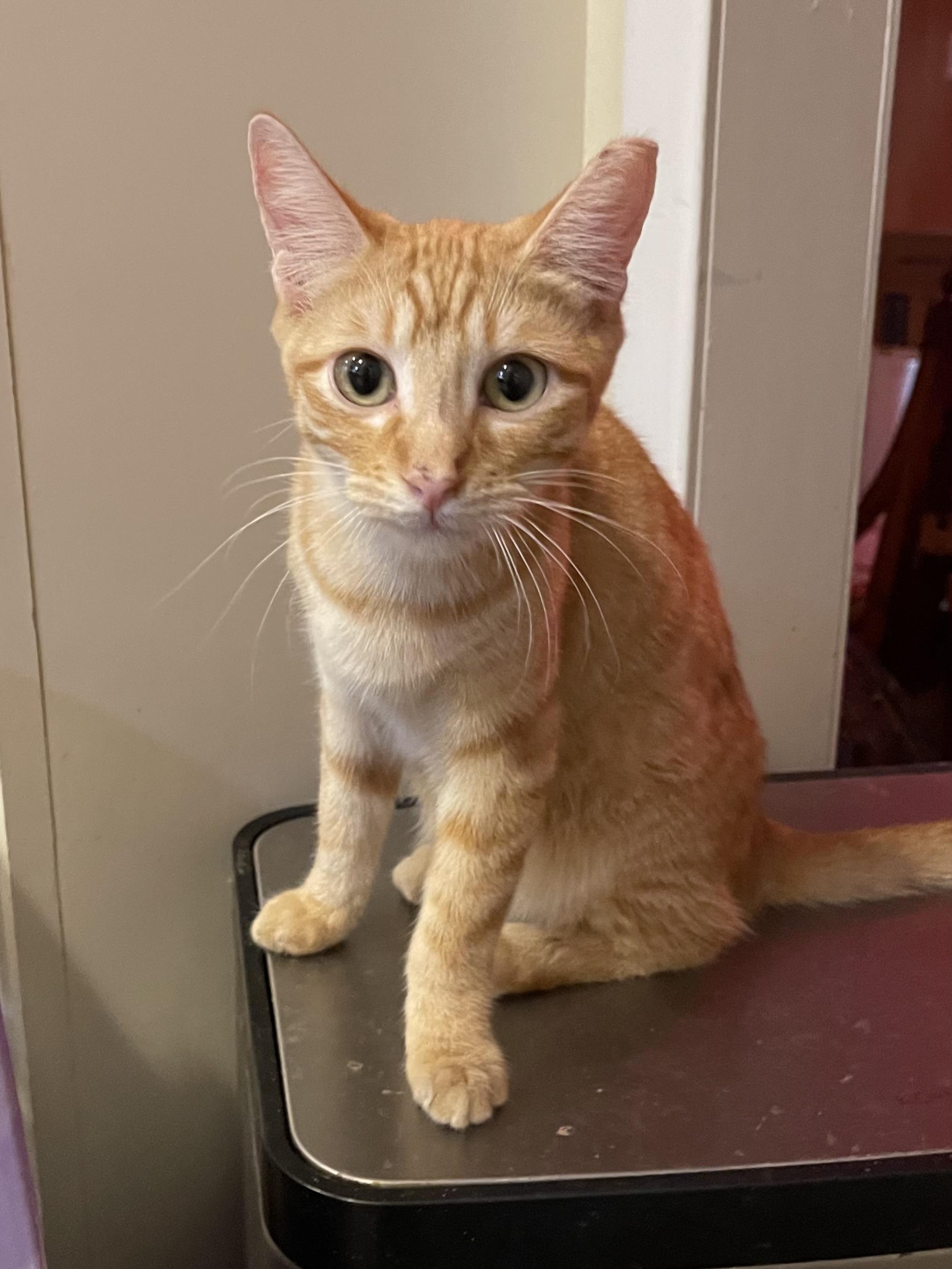 Enlarge Max, a Adoptable Domestic Short Hair in san antonio, TX image 3/3