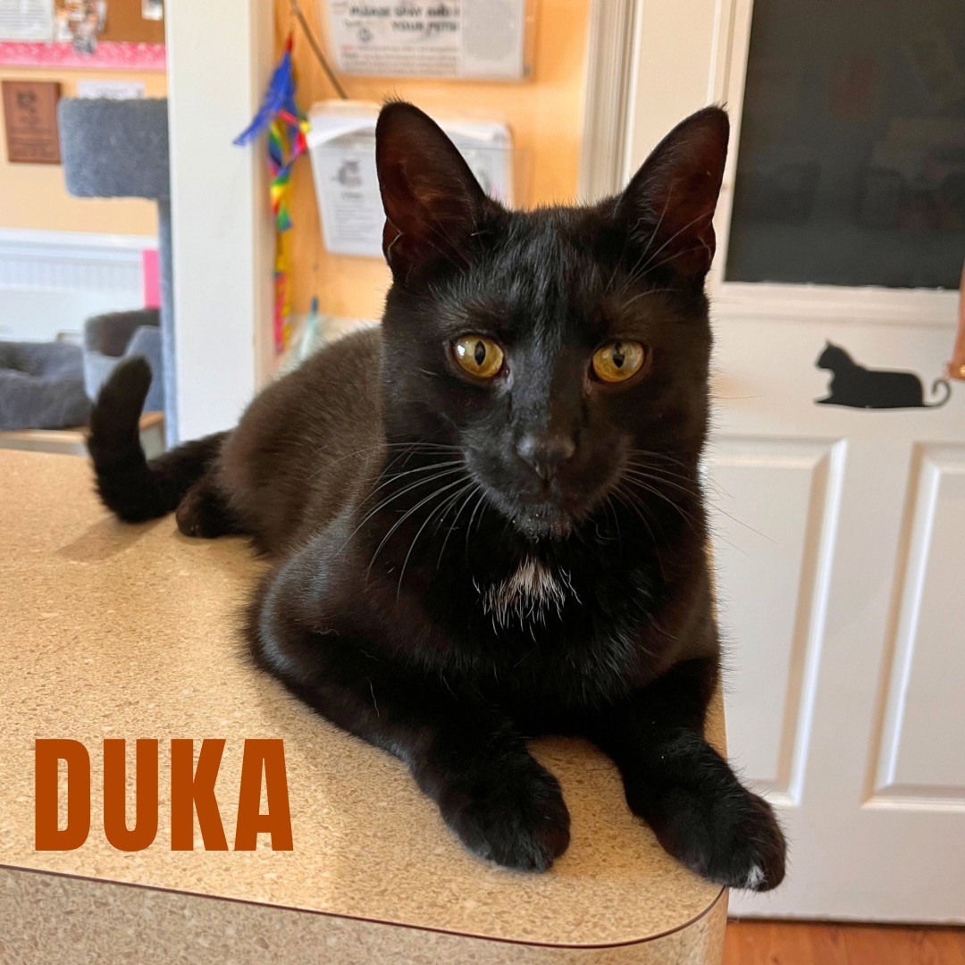 DUKA photo 3